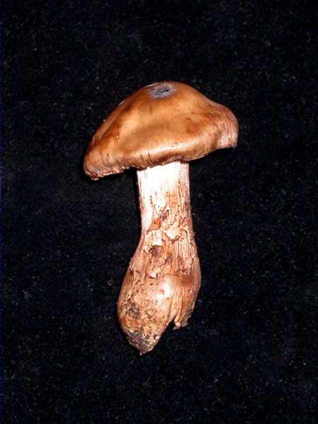 Cortinarius aprinus Melot