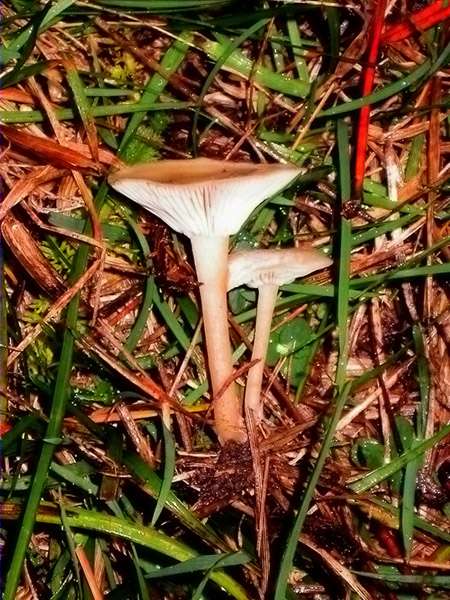 Clitocybe brumalis ?