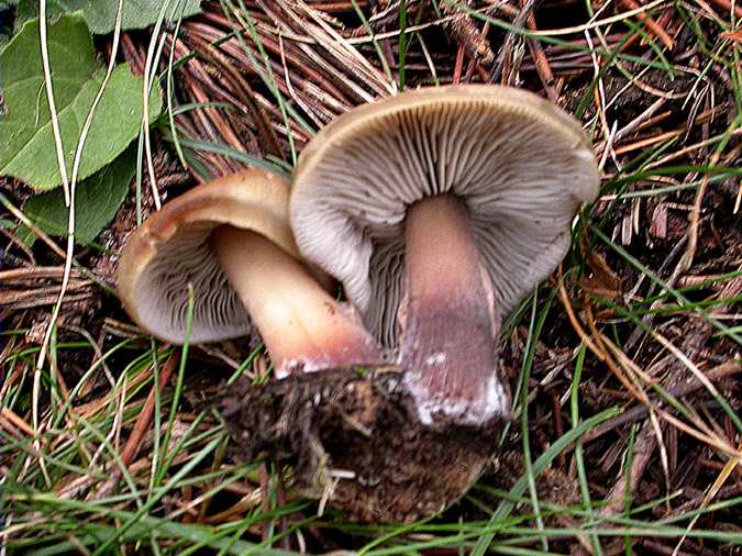 Collybia butyracea