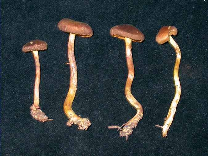 Cortinarius croceus (Sch.) Britz