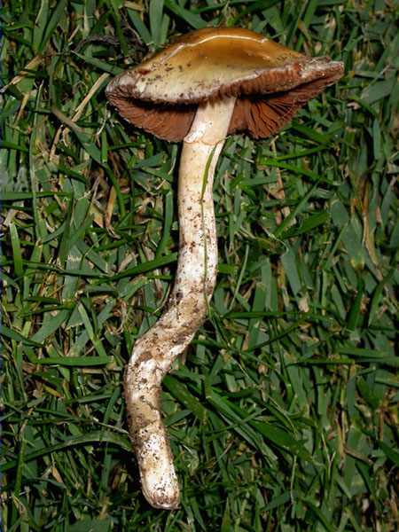 Cortinarius elatior Fr.