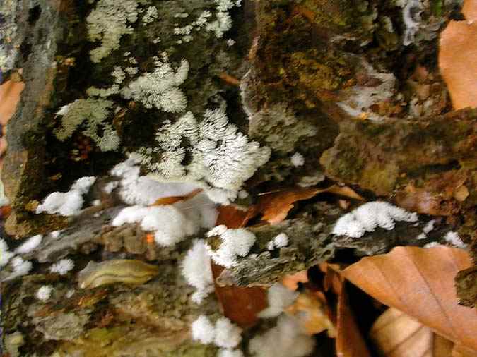 Ceratiomyxa fruticulosa