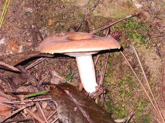 Rovelló de cabra (Lactarius chrysorrheus)