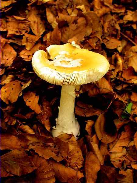 Amanita citrina