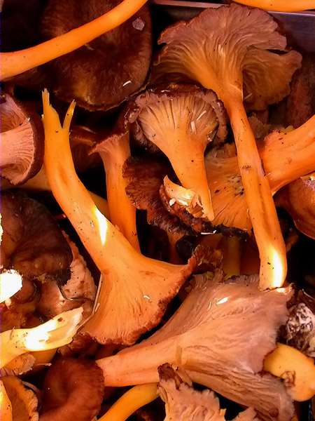 Camagroc,rebozuelo anaranjado (Cantharellus lutescens)