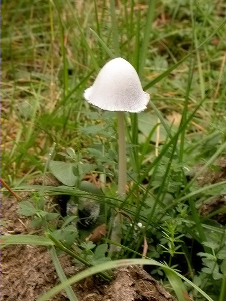 Coprinus niveus