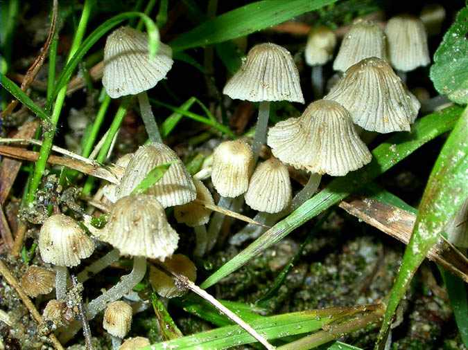 Coprinus disseminatus