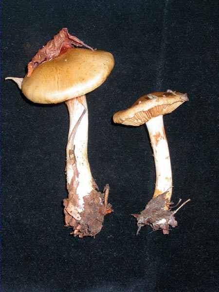 Cortinarius olidus  Lge.