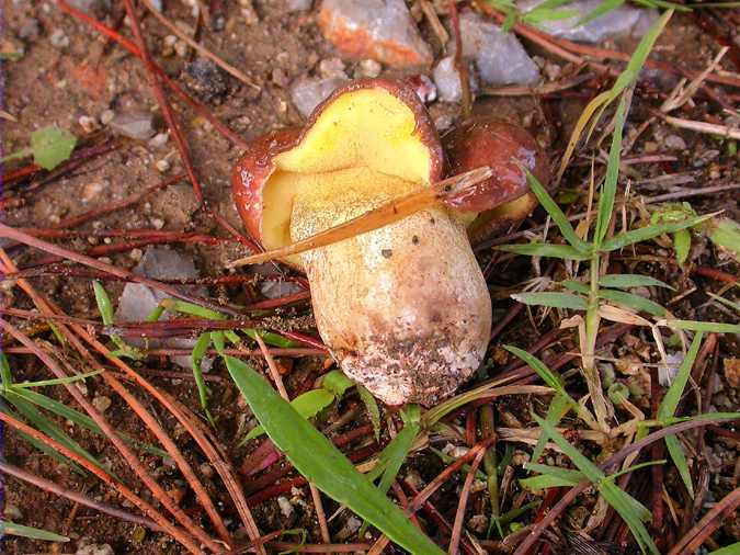 Molleric (Suillus collinitus)