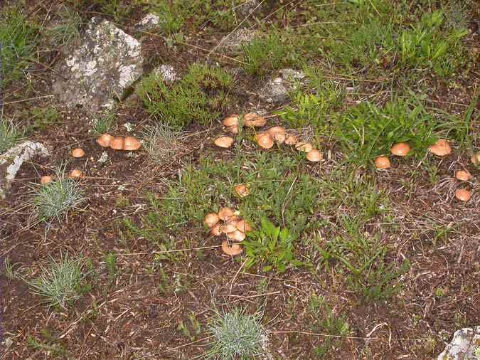 Correrolera, corros de bruja (Marasmius oreades)