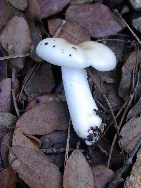 Falsa llenega blanca (Hygrophorus cossus)