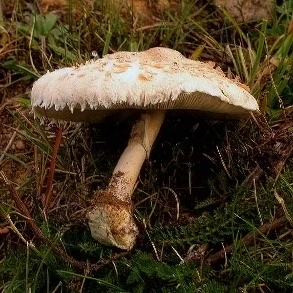 Macrolepiota excoriata