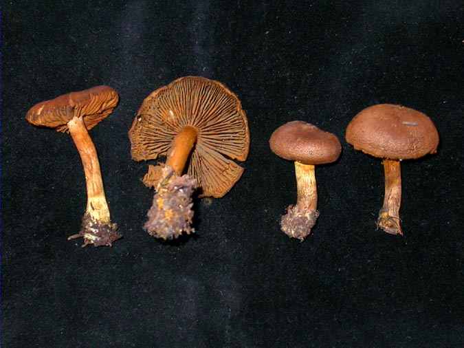 Cortinarius croceus (Sch.) Britz