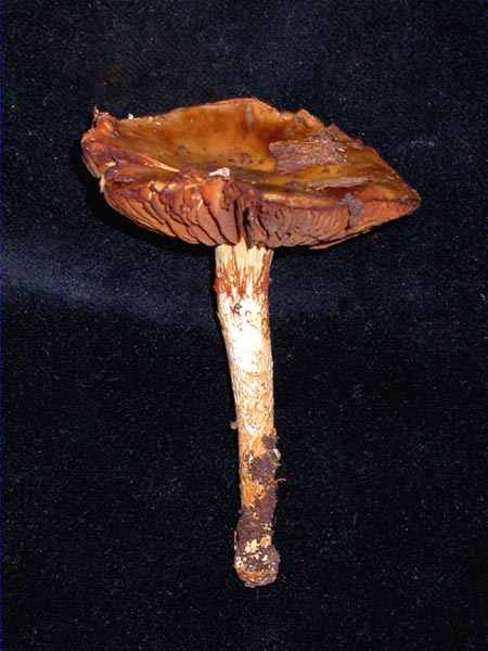 Cortinarius trivialis Lange