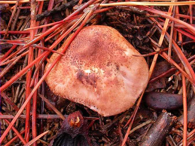 Agaric cuivré (Agaricus cupreobrunneus)