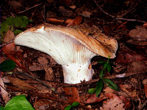 Pebràs (Russula delica)