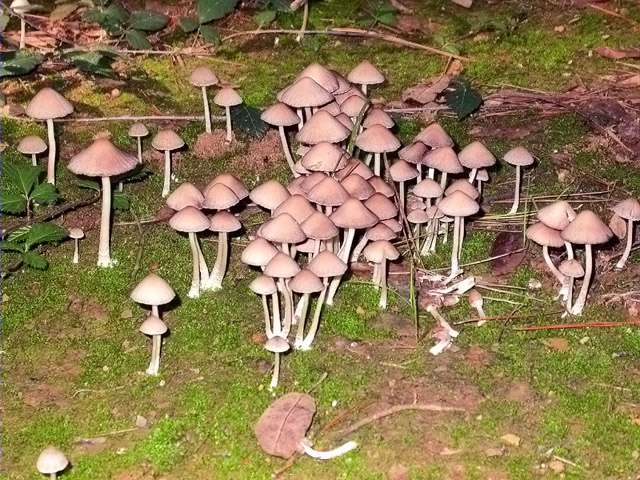 Coprinus disseminatus