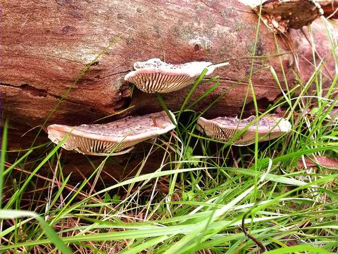 Daedaleopsis confragosa var. tricolor