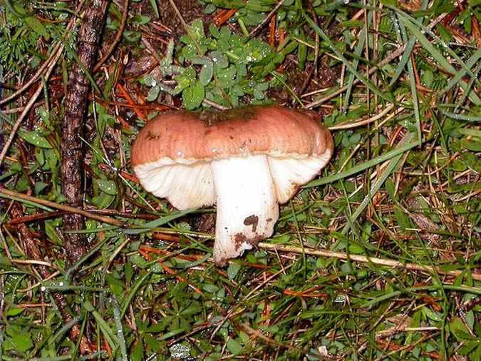 Russula decolorans