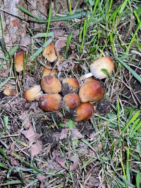 Coprinus domesticus