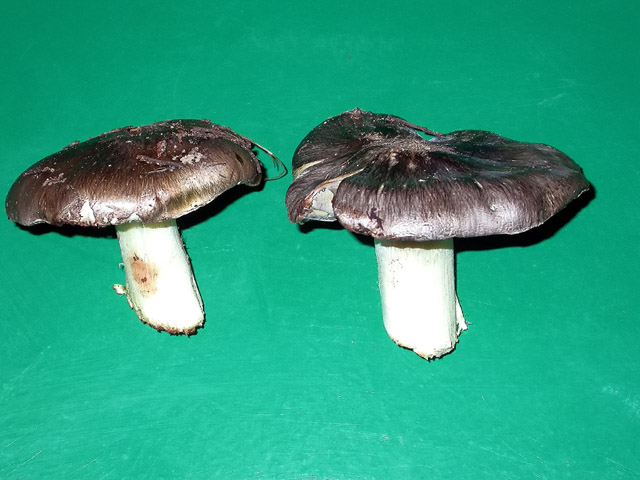 Fredolic groc (Tricholoma portentosum)