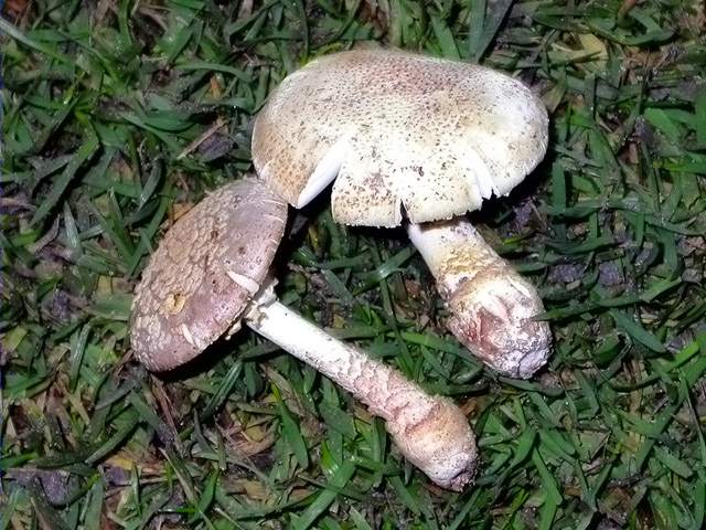 Amanita franchetii