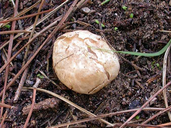 Clathre rouge, gita de bruixa (Clathrus ruber)