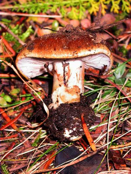 Cortinaire à pied glauque (Cortinarius glaucopus)