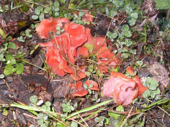 Guépine en helvelle, cresta de gall (Tremiscus helvelloides)