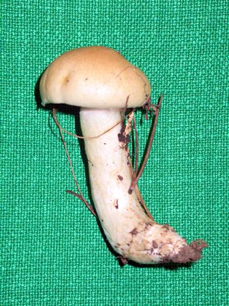 Hygrophore à cercle muqueux (Hygrophorus gliocyclus)