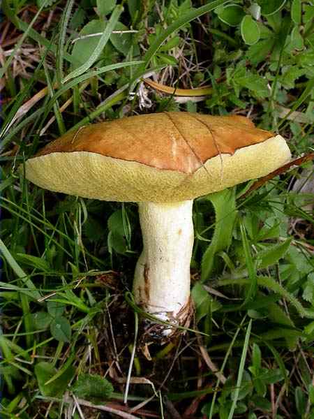 Molleric (Suillus granulatus)