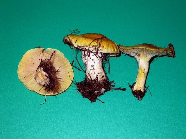 Hygrophorus lucorum