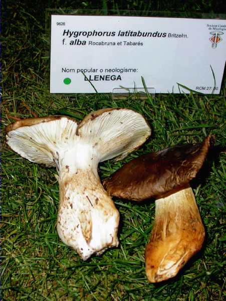 Llenega negra (Hygrophorus latitabundus Britzelm. f. alba Rocabruna et Tabarés)