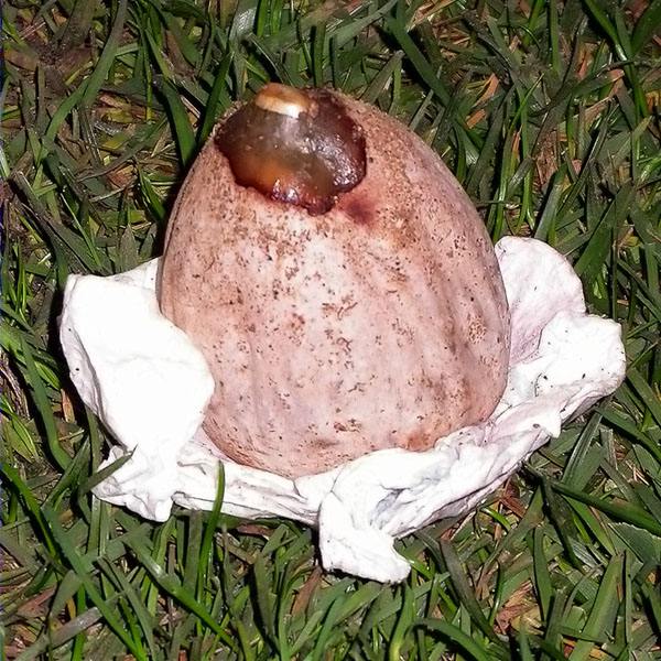 Phallus impudicus