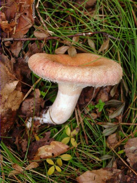 Rovelló de cabra (Lactarius torminosus)