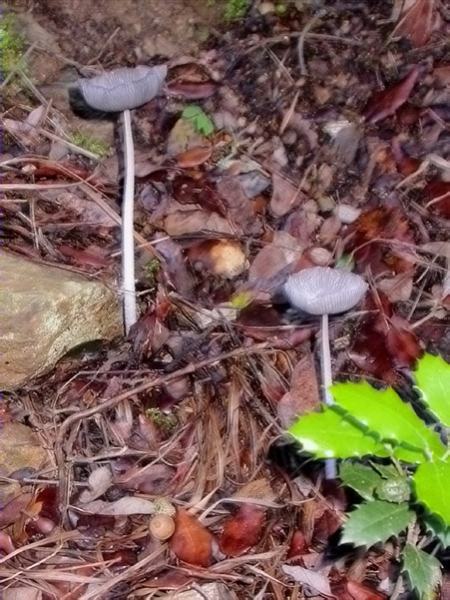 Coprinus lagopus