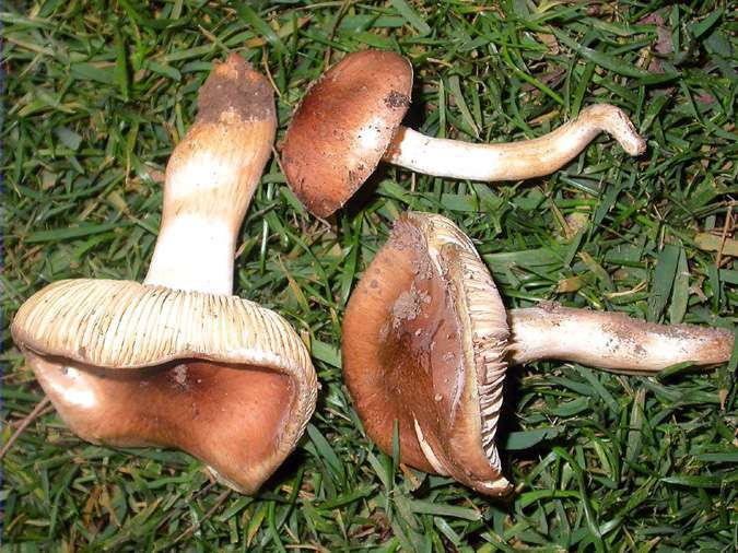 Hygrophore à disque rosé, caramellosa (Hygrophorus roseodiscoideus)