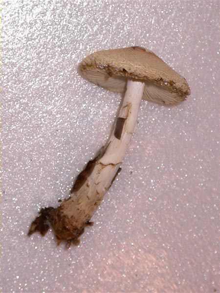 Lepiota ignivolvata Bousset & Joss., ex Joss.