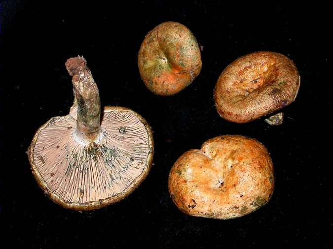 Lactarius semisanguifluus  R. Heim & Leclair