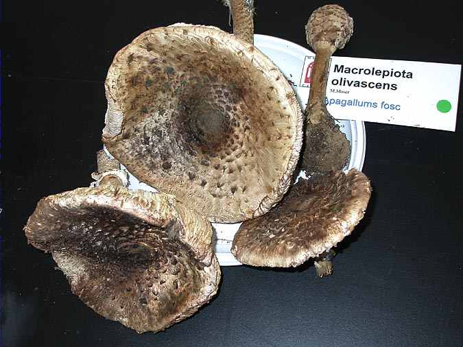 Apagallums fosc (Macrolepiota olivascens M. Moser)