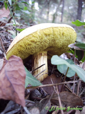 Mataparent (Suillus variegatus) –dubto!-