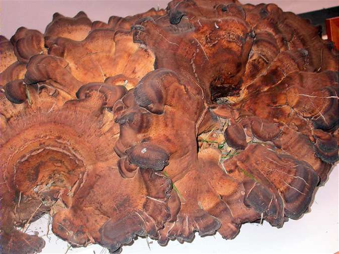 Gírgola de faig, polypore géant (Meripilus giganteus)