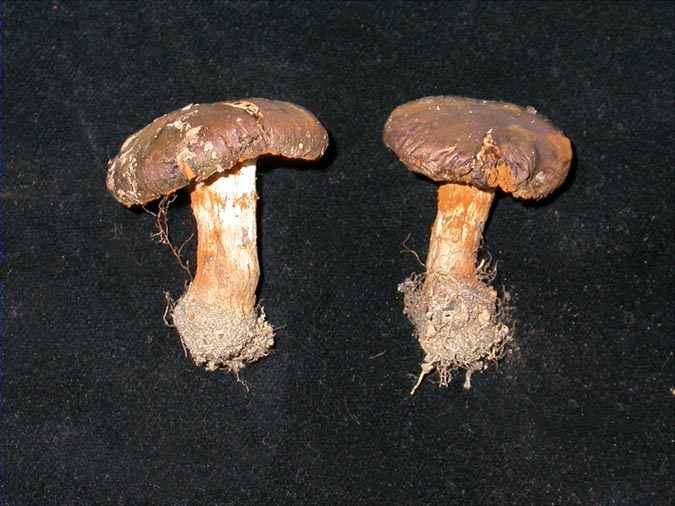 Cortinarius melanotus Kalchbr.