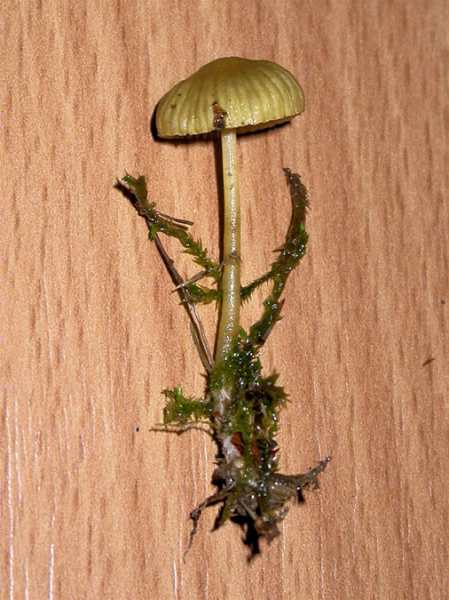 Mycena epipterygia