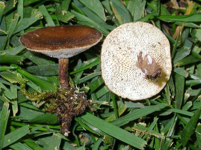 Polípor de romaní (Polyporus meridionalis)