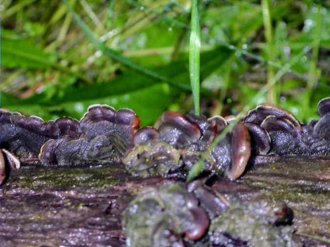 Auricularia mesenterica