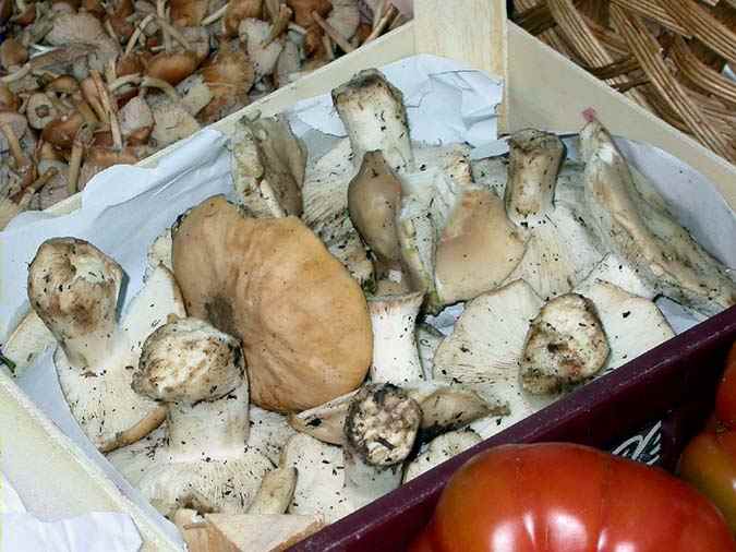 Moixernons, mousserons (Calocybe gambosa)