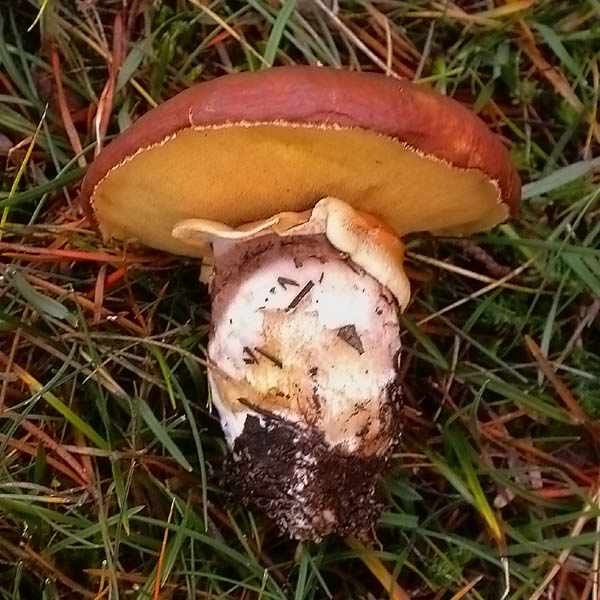 Morro de bou (Suillus luteus)