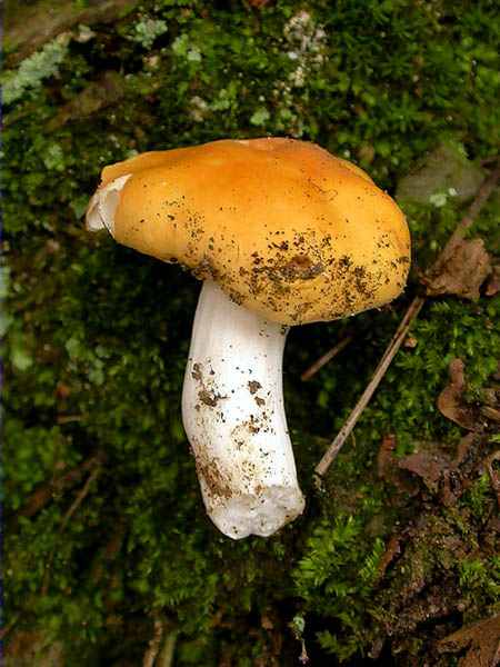 Russula ochroleuca