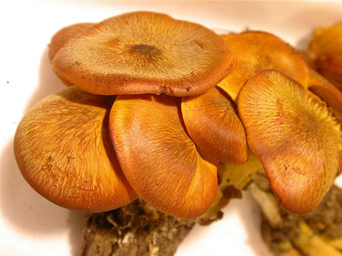 Clitocybe de l'olivier, gírgola d'olivera (Omphalotus olearius, =Pleurotus olearius)